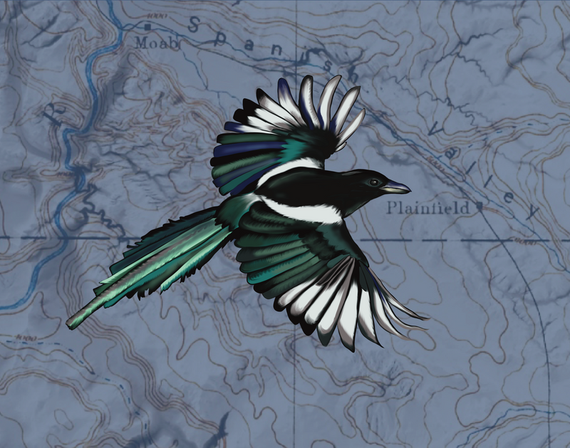 "Magpie" Art Print by Tamar Phillips